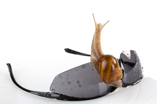 Snail on the sunglasses isolated. Clipping path