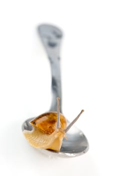 Snailnail on the spoon isolated. Clipping path