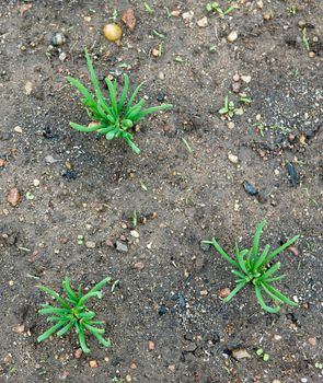 Three green onion germs in the garden