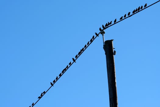 Flock of birds on a wire