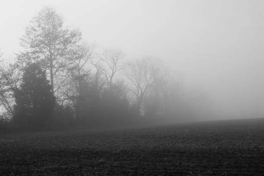 Foggy trees in the morning