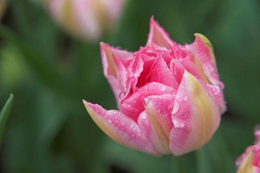 Wet pink tulip (shallow DOF)
