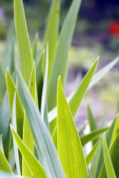 Fresh green grass (shallow DoF)