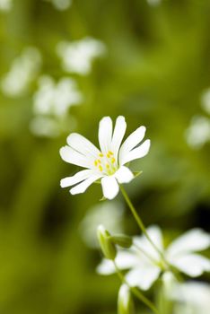 white beautiful flower on the green background and copy space for sample text here