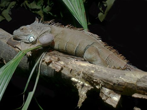 Lizzard in tree