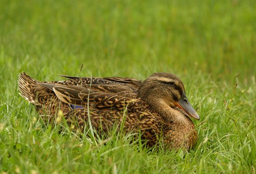 clos up shot of wild female duck in green grass