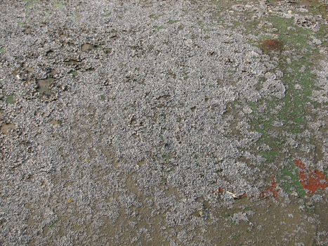 Stone covered with Lichen, usable as  Background