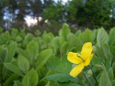 Close up of the flower of greater celandine.