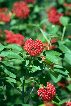 Ripe Arrowwood berries, park in Novosibirsk, August 2007