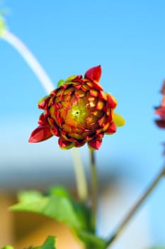 Bud of Dahlia (georgina) flower. August 2007, Novosibirsk