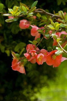 A fresh sprig of pink spring cherry blossom