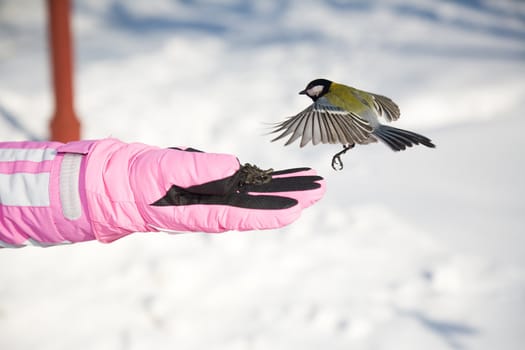 Titmouse landing to women hand