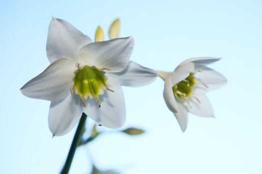 Amaryllis flower wth sky background. February 2008