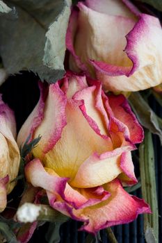 Close-up of a dry rose with some leaves around