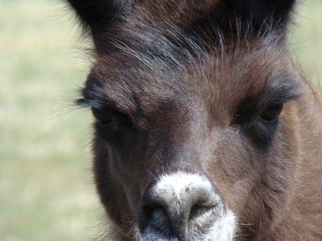 this brown llama is staring right at the camera