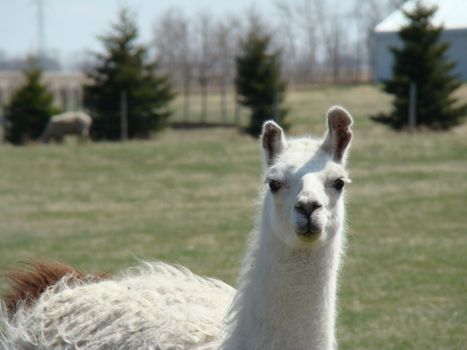 this llama is busy posing for the camera