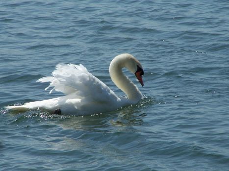 majestic white swan swiming among the rippling waters of lake 