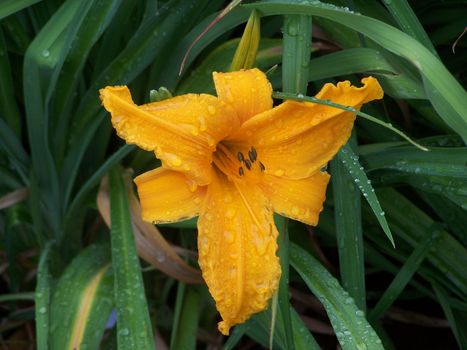 Lovely lily after rain with rain drops hanging to the blossom