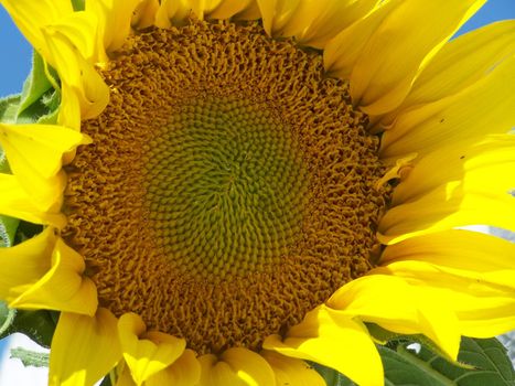  beautiful shot of sunflower