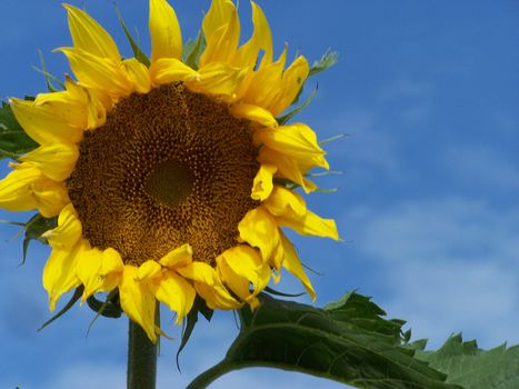 beautiful shot of sunflower