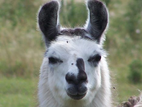 llama looking at you