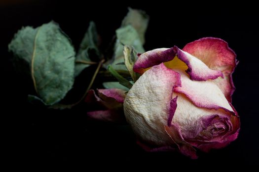 Close-up of dry rose isolated on black