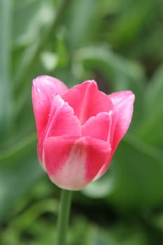 pink tulip