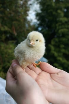 Yellow fluffy chicken on hands at the child