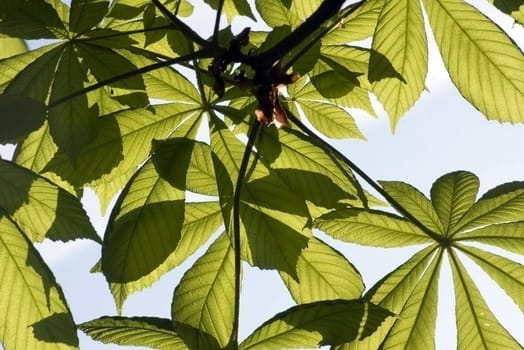 green leaves on blue sky background