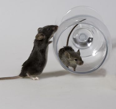 Two mice and a glass