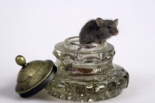 Black mouse in old inkwell