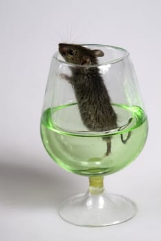 Black mouse in a glass with green liquide