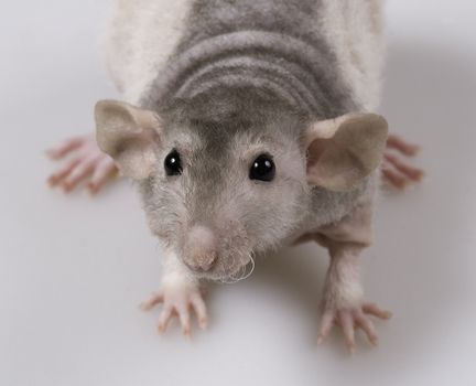 Rat without fur