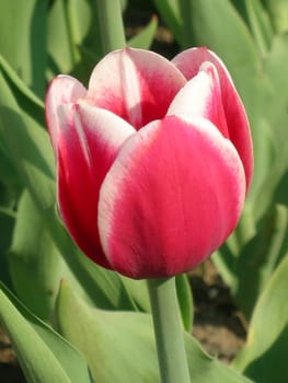 Pink tulip