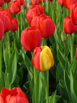 Unusual tulip with red and yellow petals