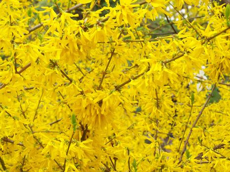 Macro of blooming forsythia shrubs. Spring background.