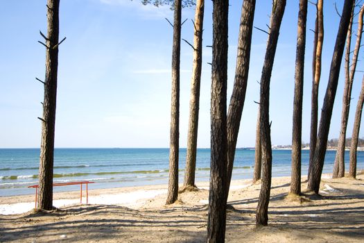 Geometrically standing pinetrees at cost of the Baltic Sea
