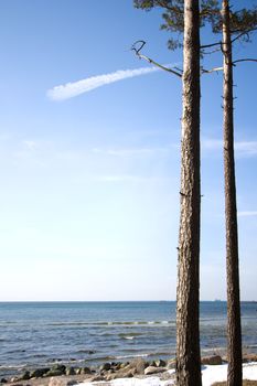 Geomerically standing pinetrees at cost of the Baltic Sea