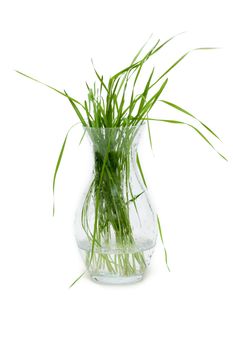 Bunch of the green herb in glass pitcher with water, dripped grow