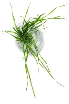 Bunch of the green herb in glass pitcher with water, dripped grow