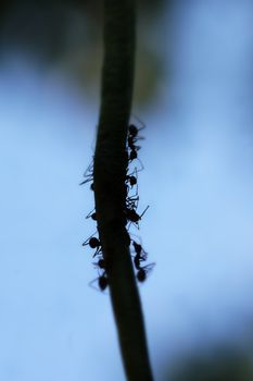 Macro silhouette of Formicidae ants with low depth of field