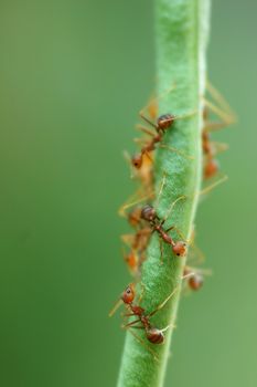 Macro of Formicidae ants on green bean with low depth of field