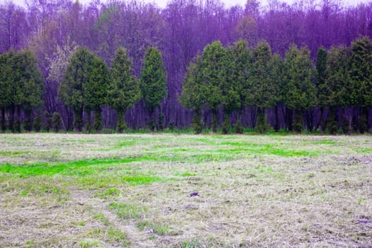 tree trunks with colorful autumn leaves in the background