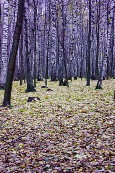 tree trunks with colorful autumn leaves in the background