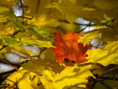 Colorful fall season leaves on the ground.