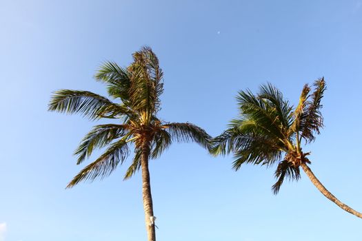 palm green foliage  in blue sky