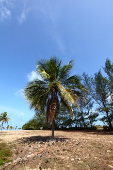 desert palm under blue sunny sky