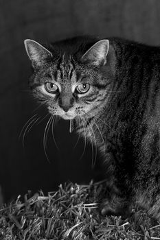 black and white portait of a barn cat sitting on straw