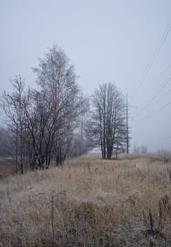 Bare trees in the morning fog. The first frost on the grass. Landscape.