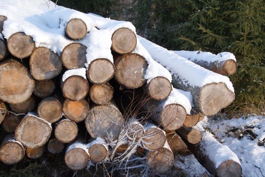 A stack of firewood at the edge of forest covered with winter snow. Photographed in Salo, Finland in November 2010.